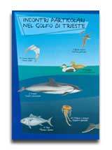 Anteprima pubblicazione: Incontri particolari nel Golfo di Trieste