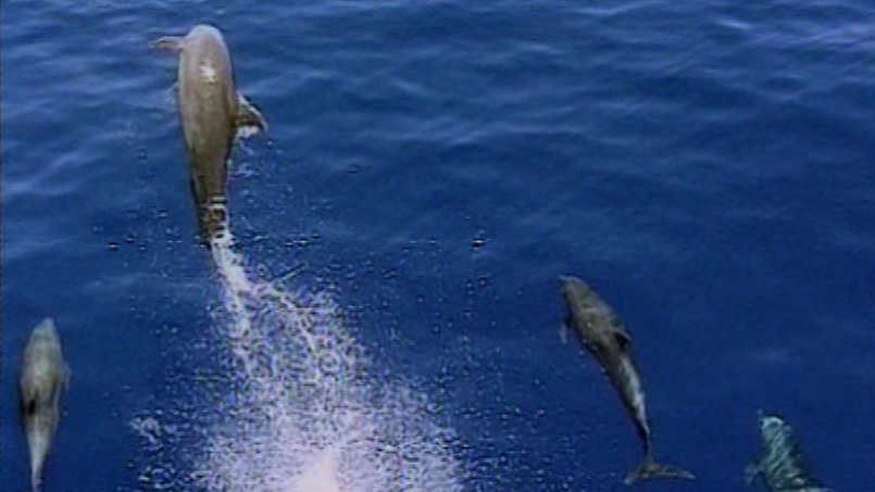 Delfini danzano davanti alla prua di una barca