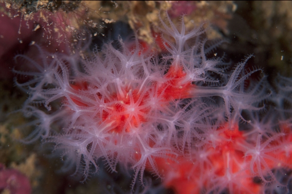 coralli (M.Lanini/Panda Photo)