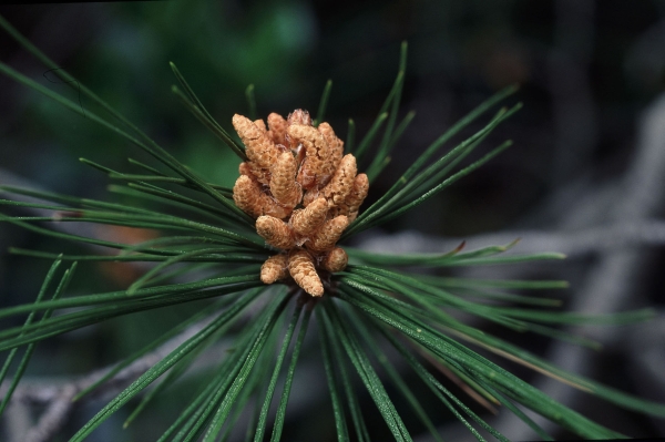 Pino dAleppo (Pinus halepensis, G. Marcoaldi/Panda Photo)