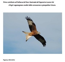 Anteprima pubblicazione: Primo contributo sull'Avifauna del Parco Nazionale dell'Appennino Lucano - Val d'Agri  Lagonegrese