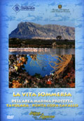 Anteprima pubblicazione: La vita sommersa dell'Area Marina Protetta Tavolara - Punta Coda Cavallo - DVD