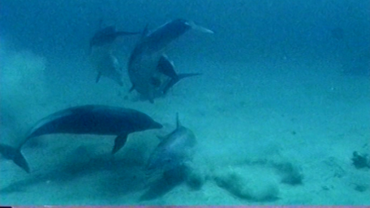 Un branco di delfini gioca sott'acqua