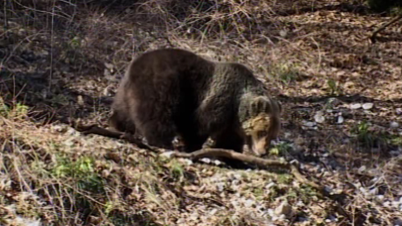 Orso bruno nel Parco Nazionale d'Abruzzo, Lazio e Molise