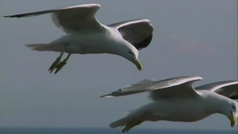 Gabbiani in volo sulle acque del Parco Nazionale dell'Arcipelago Toscano