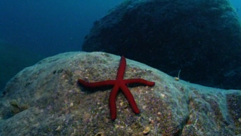Una stella marina
