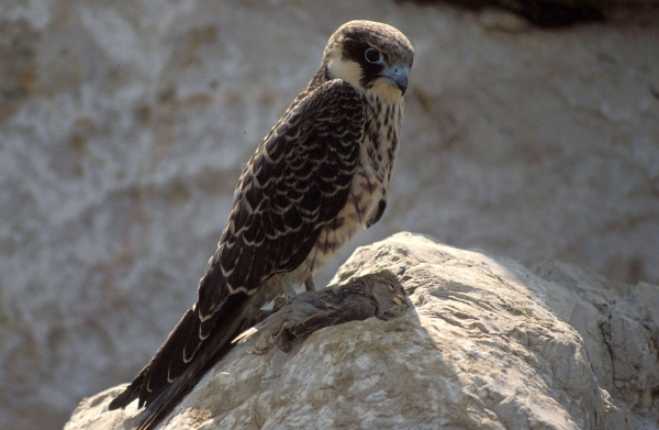falco della regina (Falco eleonorae, M. Sanna/Panda Photo)