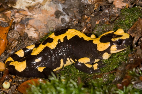 salamandra pezzata - foto G. Carotti