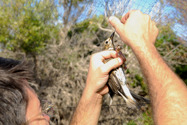 Un ricercatore estrae un uccello da una rete utilizzata per lo studio dell'avifauna (foto P. Gherardi)