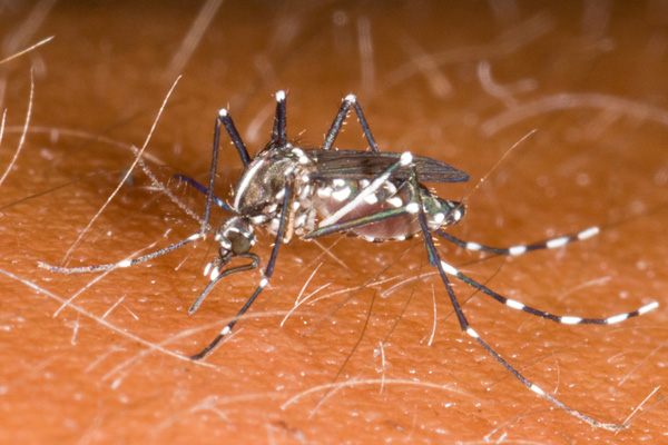 Aedes albopictus, la zanzara tigre (foto G. Carotti)