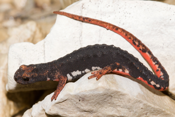 Salamandrina dagli occhiali (foto G. Carotti)