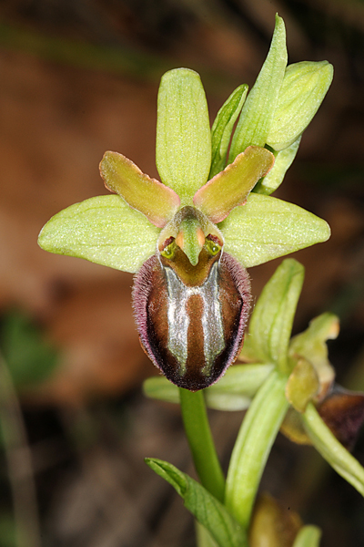Orchidea. Foto G. Carotti